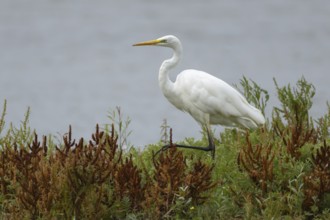 Great egret (Ardea alba) adult heron bird walking through plants on the edge of a lake in summer,