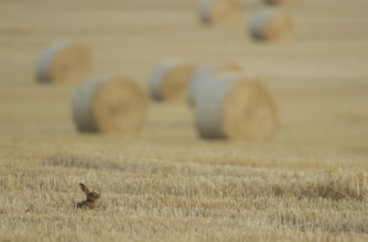 European brown hare (Lepus europaeus) adult mammal feeding in a farmland stubble field with straw