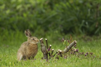 European brown hare (Lepus europaeus) juvenile baby leveret next to a rose bush plant in a garden