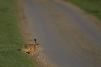 European brown hare (Lepus europaeus) adult mammal on the edge of a country road, England, United