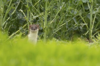 Stoat or Eurasian ermine (Mustela erminea) adult mustelid mammal in a farmland crop, England,