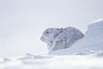 Mountain hare (Lepus timidus) adult mammal in winter coat on a snow covered mountain, Scotland,