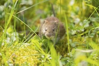 Field vole (Microtus agrestis) adult rodent mammal searching for food in grassland, England, United