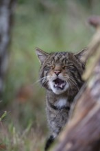 European wildcat (Felis silvestris) adult animal yawning, United Kingdom