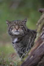 European wildcat (Felis silvestris) adult animal head portrait, United Kingdom