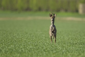 Roe deer (Capreolus capreolus) adult male roebuck buck running in a farmland cereal field, England,