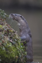 European otter (Lutra lutra) adult mammal on a river bank in spring, Norfolk, England, United