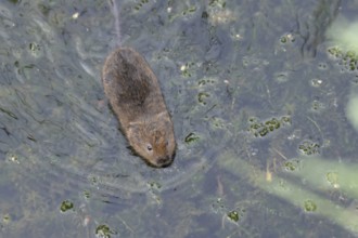 Water vole (Arvicola amphibius) adult mammal swimming across a pond, RSPB Minsmere nature reserve,