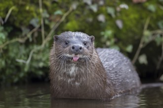 European otter (Lutra lutra) adult mammal standing in the water of a river comically amusing
