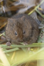 Water vole (Arvicola amphibius) adult mammal feeding on a reed stem in a pond, RSPB Minsmere nature