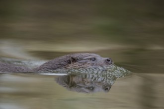 European otter (Lutra lutra) adult mammal swimming in the water of a river, Norfolk, England,