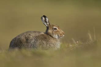 Mountain hare (Lepus timidus) adult mammal in summer coat on an upland moorland, Scotland, United