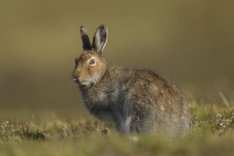 Mountain hare (Lepus timidus) adult mammal in summer coat stood on a mountain ridge, Scotland,