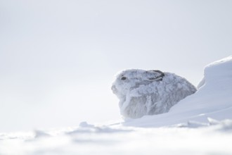 Mountain hare (Lepus timidus) adult mammal in winter coat resting in its form on a snow covered
