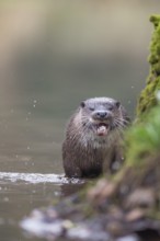 European otter (Lutra lutra) adult mammal feeding on a fish by a river bank, Norfolk, England,