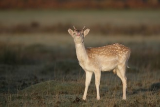 Fallow deer (Dama dama) juvenile male buck mammal showing flehmen behaviour on a frosty morning in