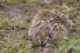 European brown hare (Lepus europaeus) juvenile baby leveret laying still in grassland in spring,