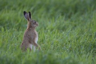 European brown hare (Lepus europaeus) adult mammal looking alert in a farmland cereal field in