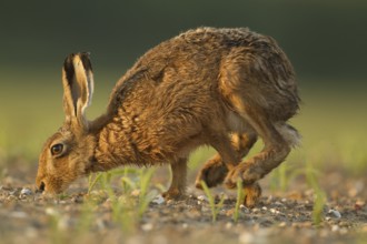European brown hare (Lepus europaeus) adult mammal feeding in a farmland maize field in summer,