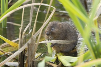 Water vole (Arvicola amphibius) adult mammal feeding on a reed stem in a pond, RSPB Minsmere nature