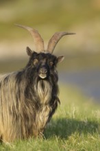Feral or Mountain goat (Capra hircus) adult mammal in a mountain meadow in spring, Scotland, United