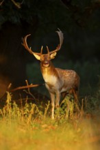 Fallow deer (Dama dama) adult male buck mammal roaring during the rutting season on the edge of a