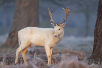 Fallow deer (Dama dama) adult male buck mammal in white form in a frost covered woodland in winter,