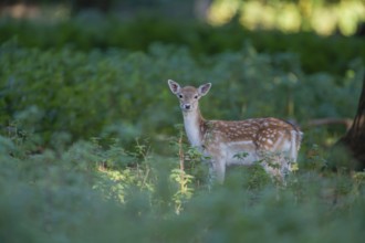 Fallow deer (Dama dama) juvenile baby fawn mammal standing in a woodland in autumn, England, United