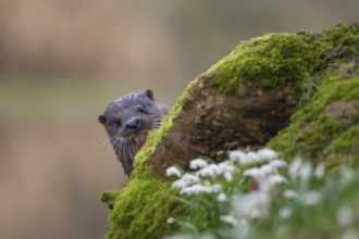 European otter (Lutra lutra) adult mammal on a river bank in spring, Norfolk, England, United