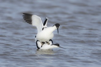 Pied avocet (Recurvirostra avosetta) two adult wading birds in love mating on a lagoon in spring,