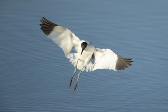 Pied avocet (Recurvirostra avosetta) adult wading bird in flight on approach to land in summer,