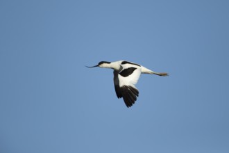 Pied avocet (Recurvirostra avosetta) adult wading bird in flight in summer, RSPB Titchwell nature
