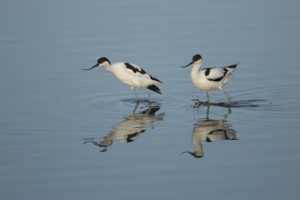 Pied avocet (Recurvirostra avosetta) two adult wading birds on a lagoon in summer, RSPB Titchwell