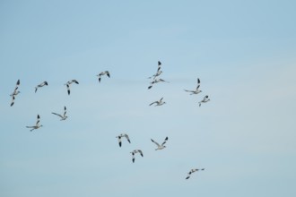 Pied avocet (Recurvirostra avosetta) adult wading birds flying in a flock in summer, RSPB Frampton