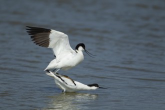 Pied avocet (Recurvirostra avosetta) two adult wading birds in love mating on a lagoon in spring,