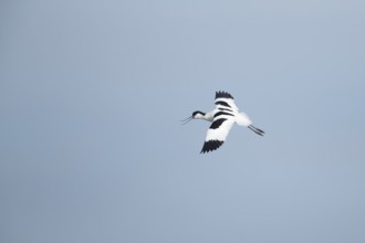 Pied avocet (Recurvirostra avosetta) adult wading bird calling in flight in spring, RSPB Minsmere