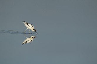 Pied avocet (Recurvirostra avosetta) adult wading bird feeding in a shallow lagoon in summer, RSPB