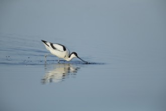 Pied avocet (Recurvirostra avosetta) adult wading bird feeding in a shallow lagoon in summer, RSPB
