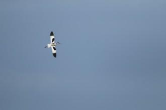 Pied avocet (Recurvirostra avosetta) adult wading bird in flight in spring, RSPB Minsmere nature