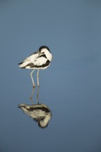 Pied avocet (Recurvirostra avosetta) adult wading bird preening in a shallow lagoon in summer, RSPB