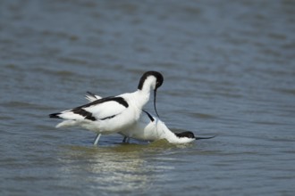 Pied avocet (Recurvirostra avosetta) two adult wading birds in a lagoon with the female bird in