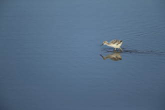 Pied avocet (Recurvirostra avosetta) juvenile baby wading bird in a shallow lagoon in summer, RSPB