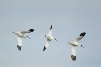 Pied avocet (Recurvirostra avosetta) three adult wading birds flying, England, United Kingdom