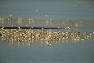 Pied avocet (Recurvirostra avosetta) adult wading birds in a flock on a lagoon in summer, RSPB