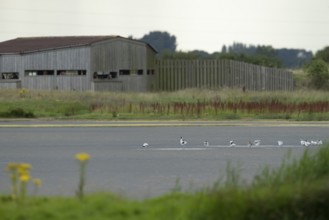 Pied avocet (Recurvirostra avosetta) adult wading birds in a lagoon with a hide in the background