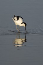 Pied avocet (Recurvirostra avosetta) adult wading bird feeding in a shallow lagoon in summer, RSPB