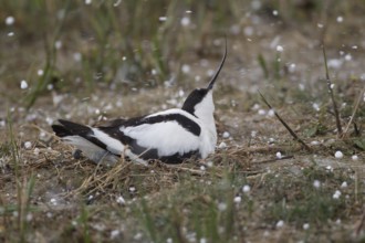 Pied avocet (Recurvirostra avosetta) adult wading bird sitting on a nest in a hail storm in spring,
