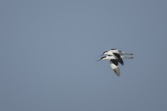 Pied avocet (Recurvirostra avosetta) two adult wading birds in flight in spring, RSPB Minsmere