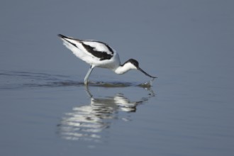 Pied avocet (Recurvirostra avosetta) adult wading bird feeding in a shallow lagoon, RSPB Frampton