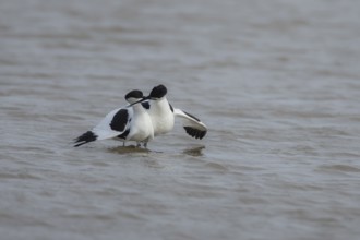 Pied avocet (Recurvirostra avosetta) two adult wading birds in love courting after mating on a